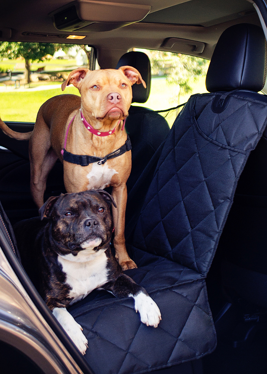 The Best Pet Travel Accessories for Dogs Australian Dog Lover
