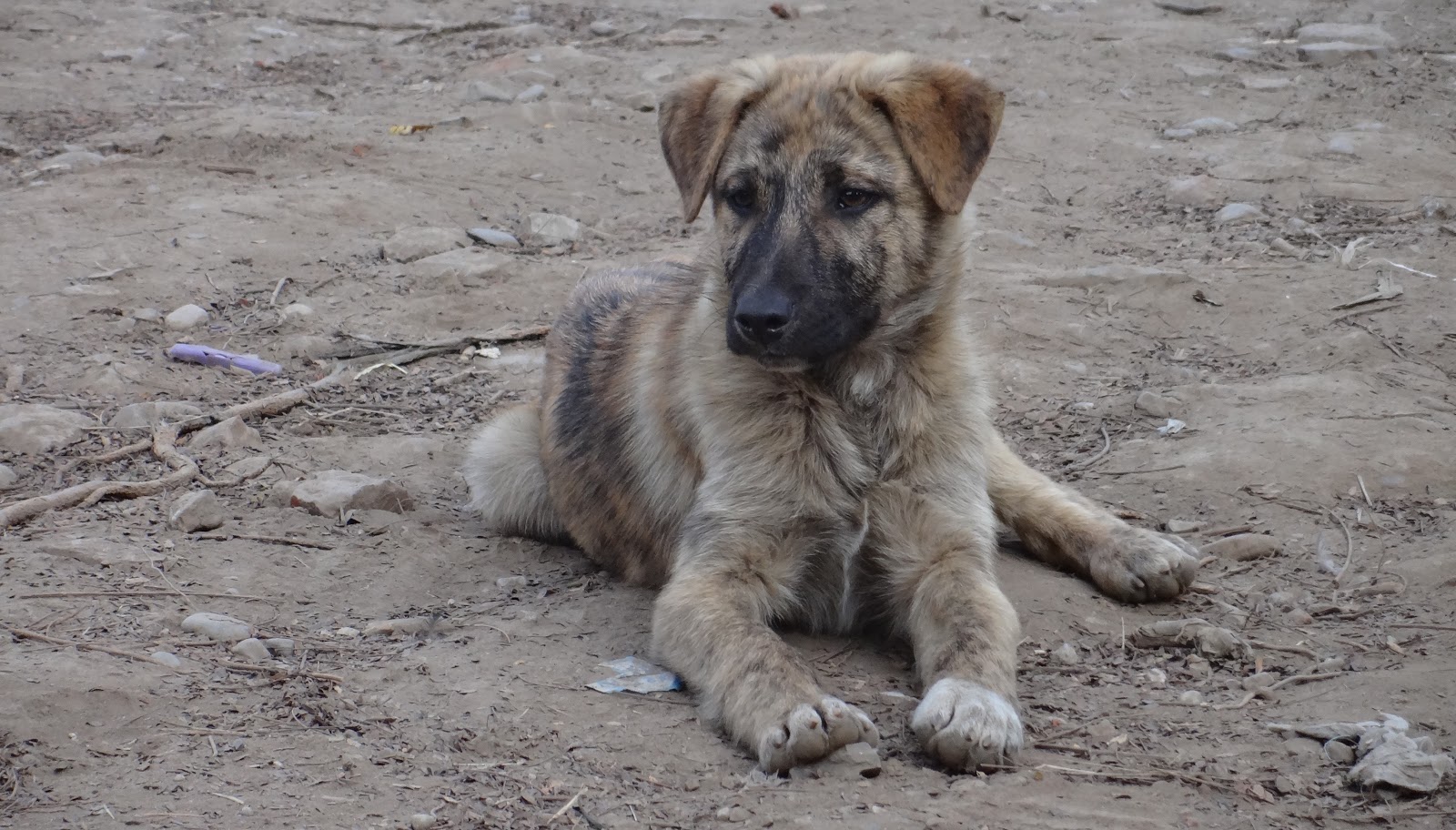 How Old Is A Puppy At 3 Months
