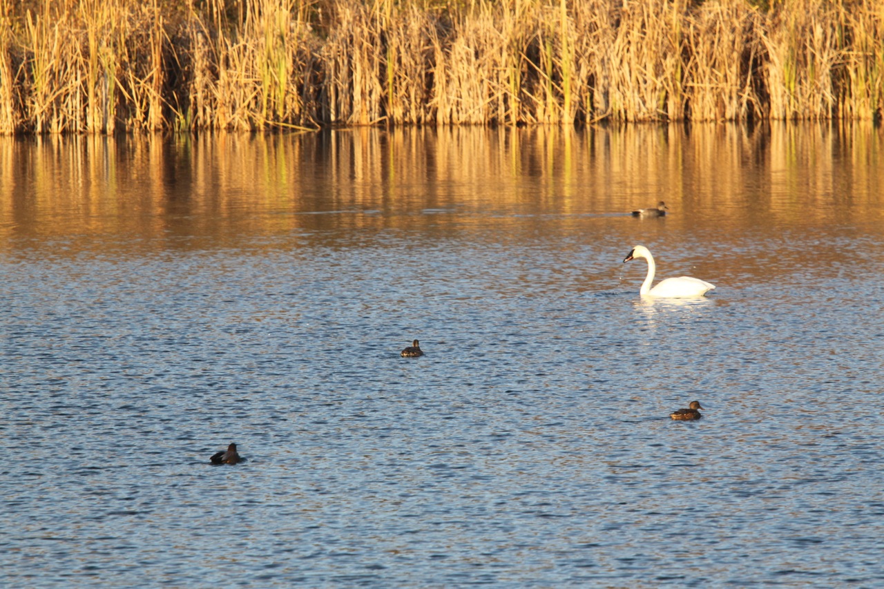 Kalamazoo Seasons Fall migration at the fish hatchery
