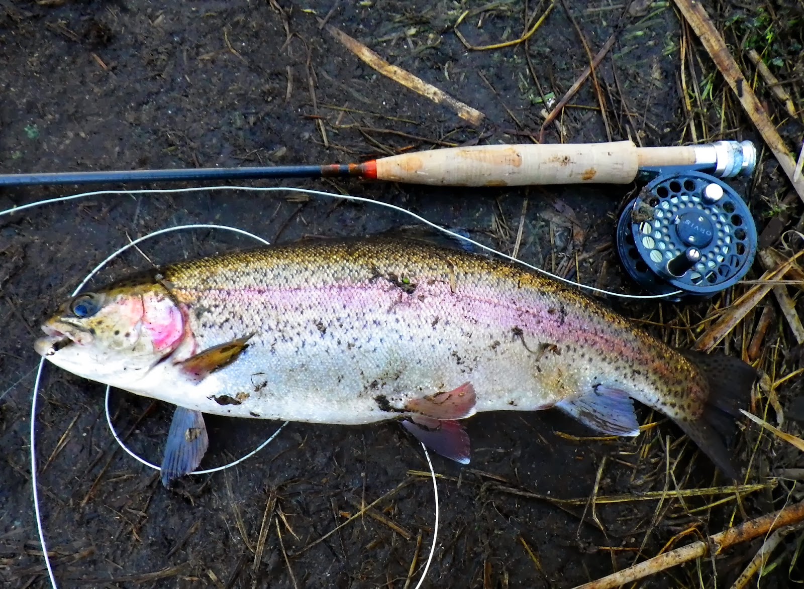 Home Waters A Fly Fishing Life Rocky Ford Creek Report Right With