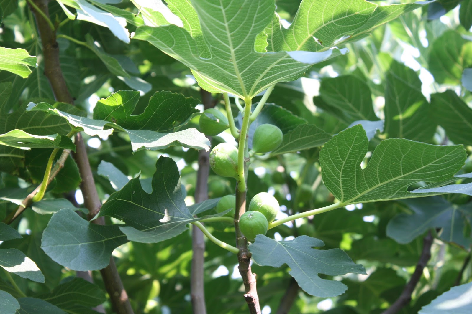 Balkan Ecology Project Dig the Fig The Essential Guide to Probably