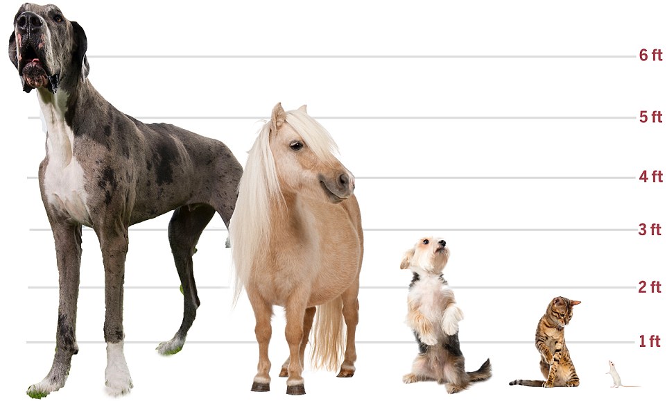 Welcome To KvnG Ololade Blog The 7foot Giant Dog Vying For The World s Welcome To KvnG Ololade Blog The 7foot Giant Dog Vying For The World s