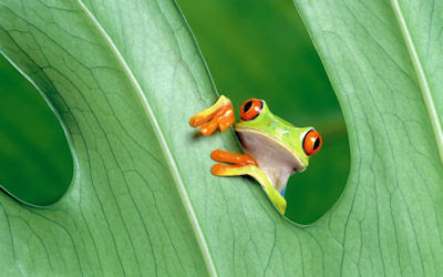 La rana que siempre soño con ser inmortal - Green frog