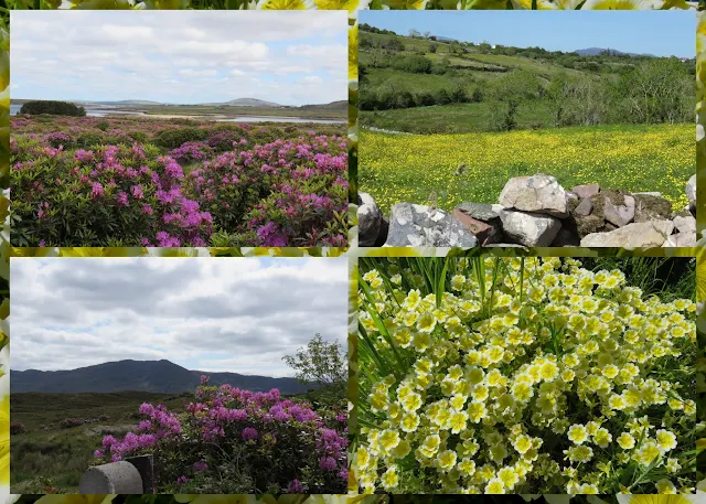 Cycling the Great Western Greenway - County Mayo, Ireland - Carpets of Wildflowers