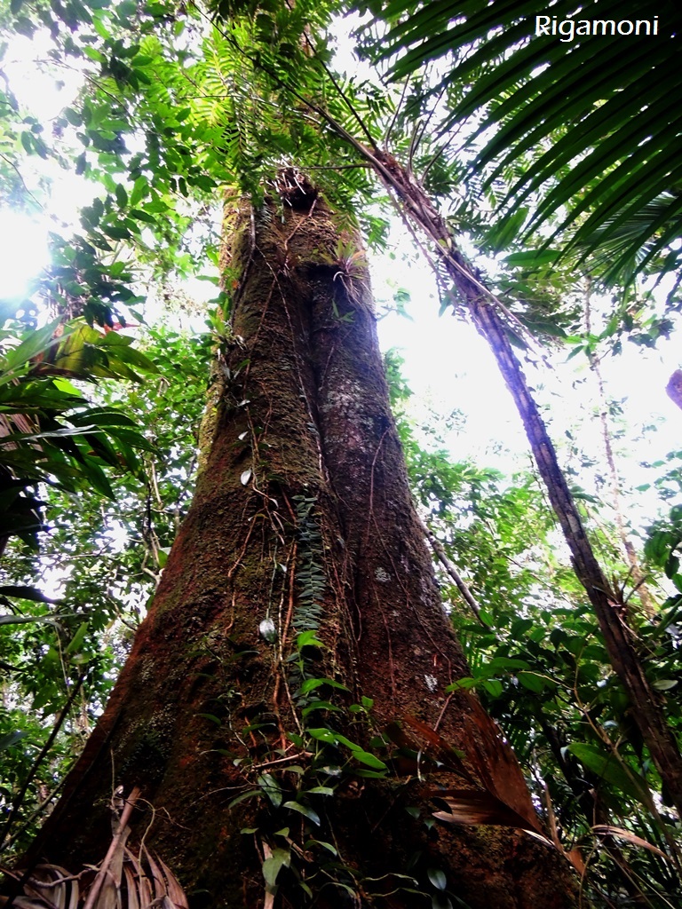 Reserva Natural Sebuí