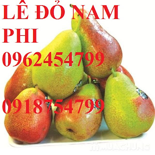 Bán giống cây lê đỏ nam phi, giống lê nam phi, giống cây lê vàng, cây lê đỏ, giao cây toàn quốc