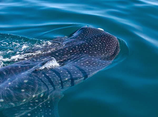 El tiburón ballena con el que nadé en Holbox.  Aunque la palabra tiburón asustará a los que  ven demasiadas películas, este enorme pez es  un animal amistoso que se alimenta de placton.
