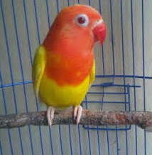 Jenis Warna Burung Love Bird Lutino Jenis Warna Burung Love Bird Lutino