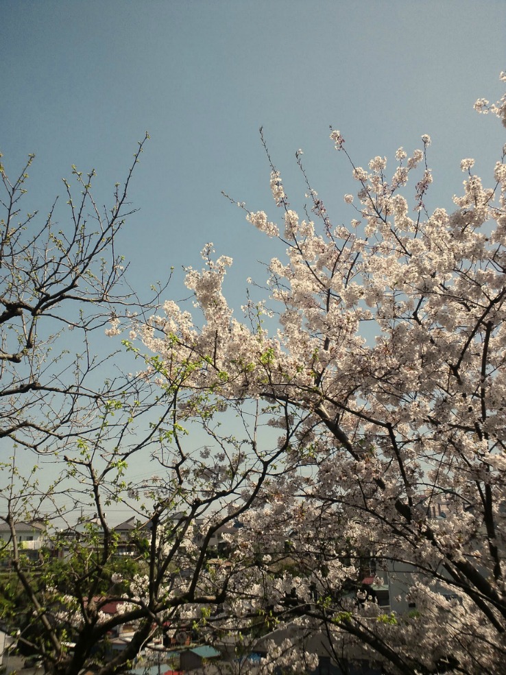 ボードゲームガーデン 新学期だ 全国大学ボードゲームサークルまとめ