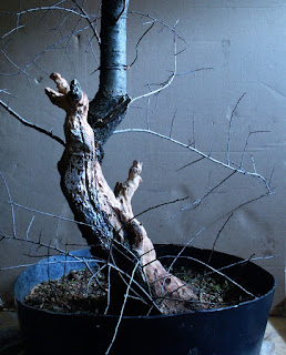 Prunus spinosa, sloe, trnka, bonsai, yamadori, dead wood carving