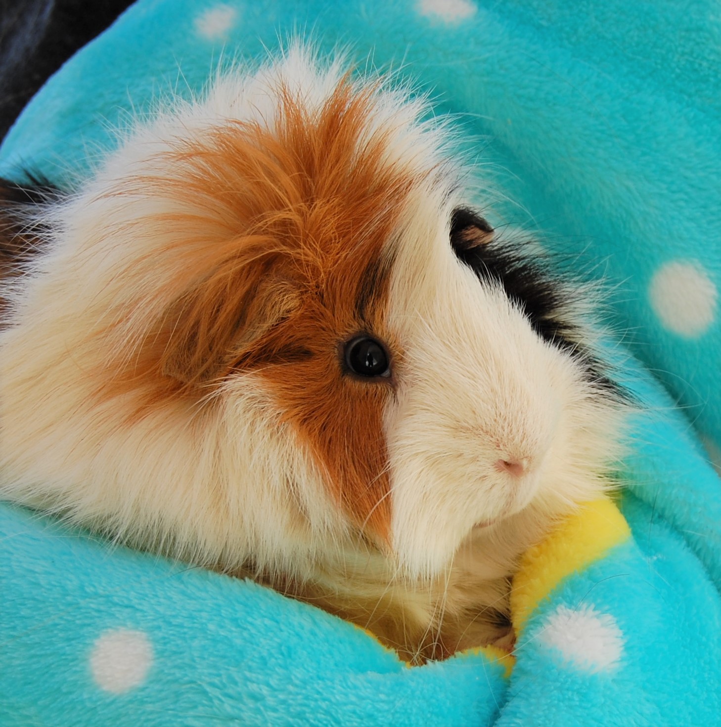 10 guinea pigs for adoption today.