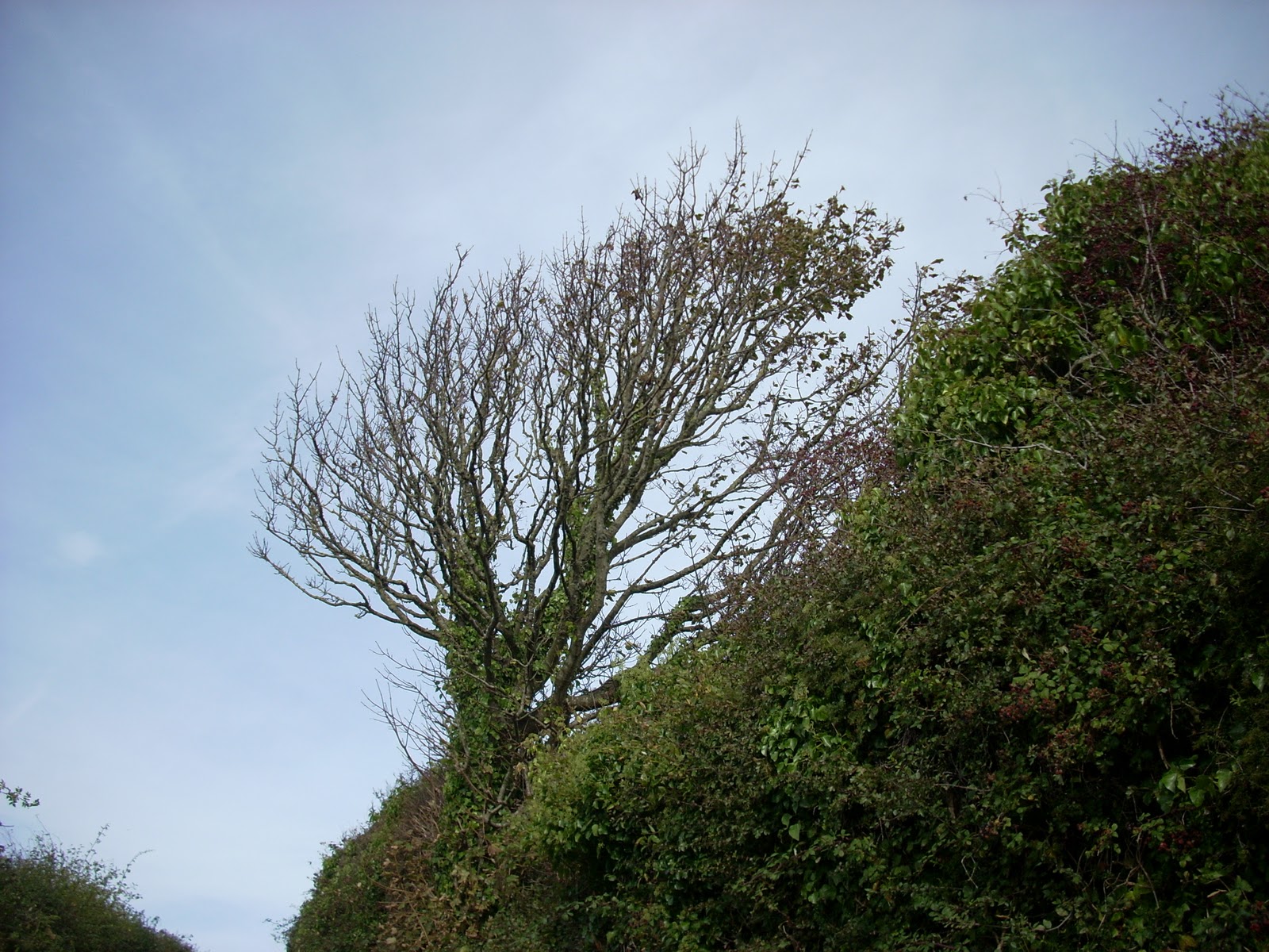 A M Ward Late summer in and around