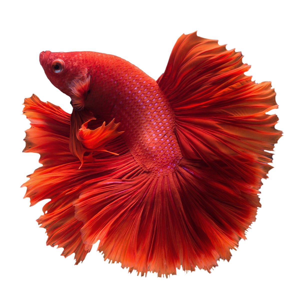 Betta Fish Logo Ikan Cupang Png Gudang Gambar Vector PNG jpg (1200x1200)