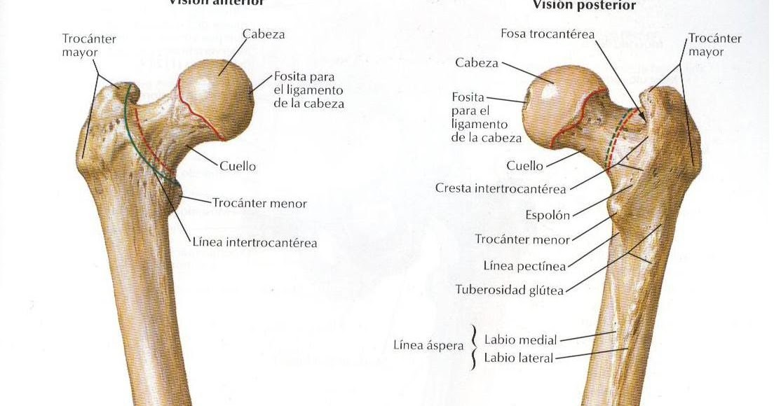 CIÊNCIAS BIOLÓGICAS TERMINOLOGIA DAS SUPERFÍCIES ÓSSEAS