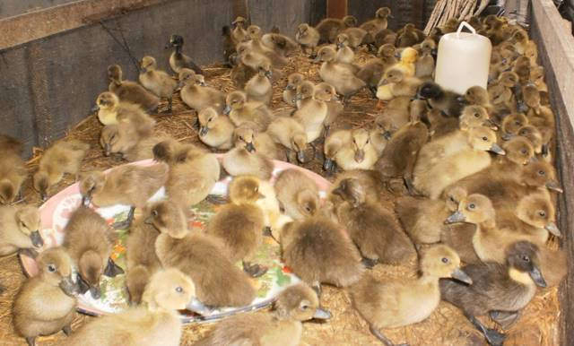 Cara Beternak Bebek Petelur Dari Kecil