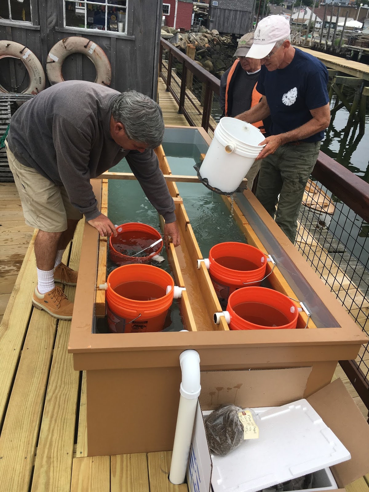 Massachusetts Oyster Project Oyster Aquaculture Internships Maryland