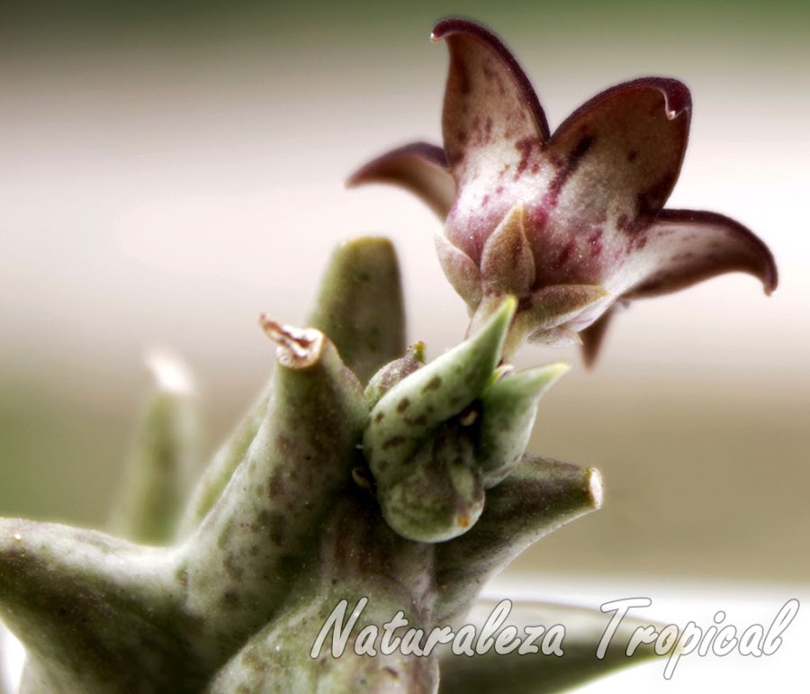 Vista trasera de la flor típica de la Estrella Negra (Orbea decaisneana). Pachycymbium decaisneanum o Caralluma hesperidum