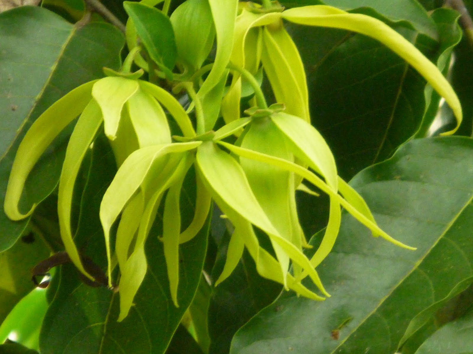 Hotel Catalina Playa Jaco Costa Rica Ylang Ylang Tree
