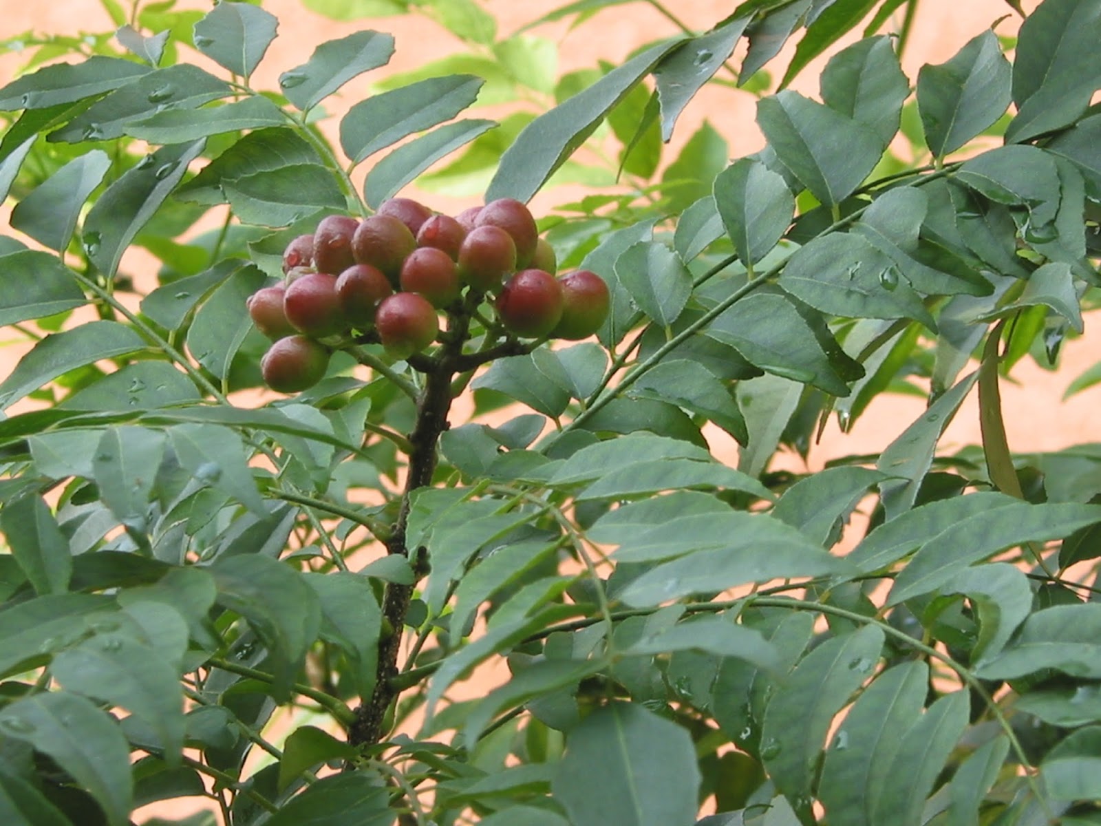 my walk with food and beautiful plants and flowers Red