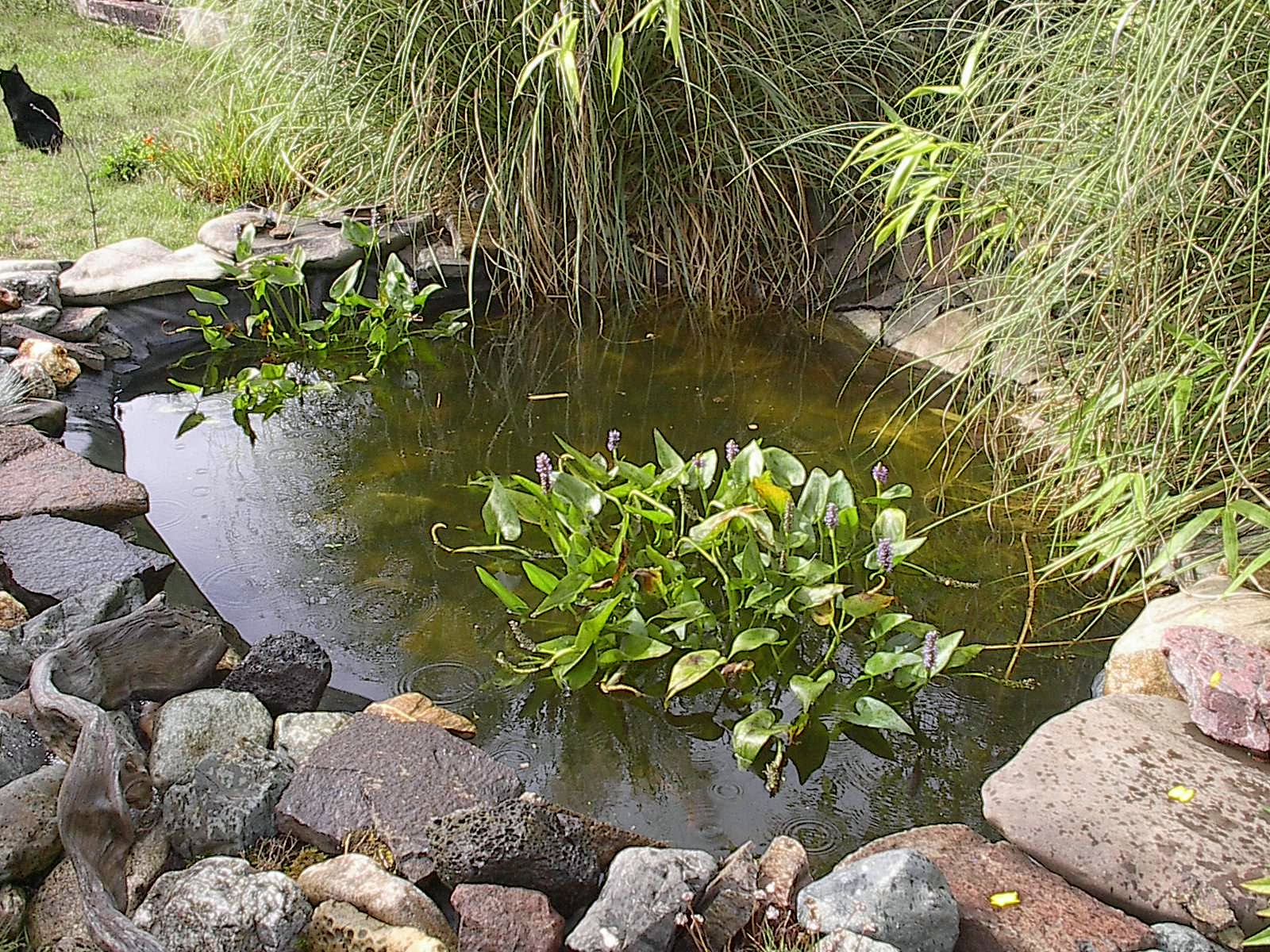 Glendale Oregon Weather Two inches in two days!