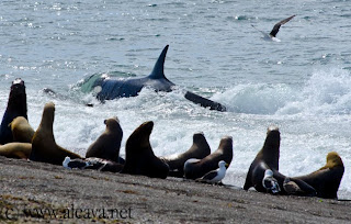 ataque de orcas en Punta Norte