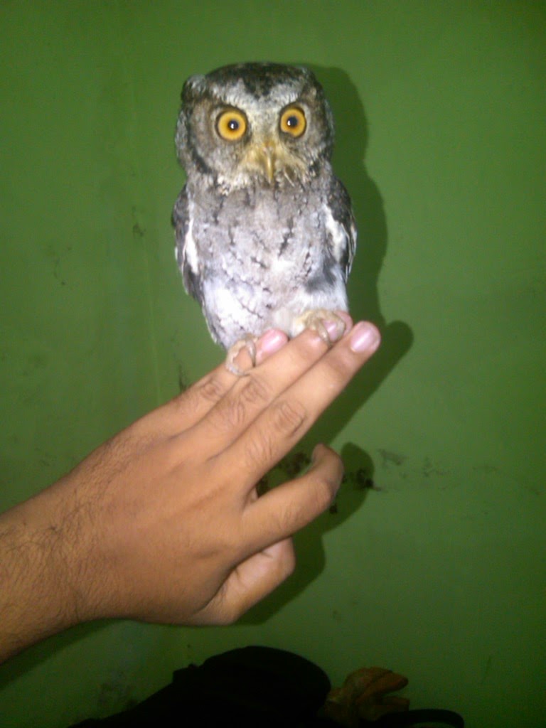 jual reptil dan kucing,predator jinak di gresik,lamongan