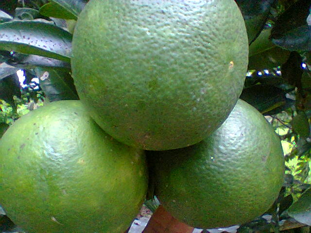 26+ Puding Jeruk Sunkist Background