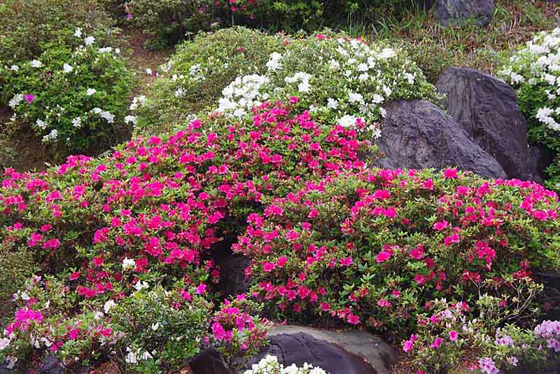 Rhododendron Eastmanii May White Azalea Care And Culture