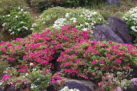 Pink, red, white flowers in a rock garden