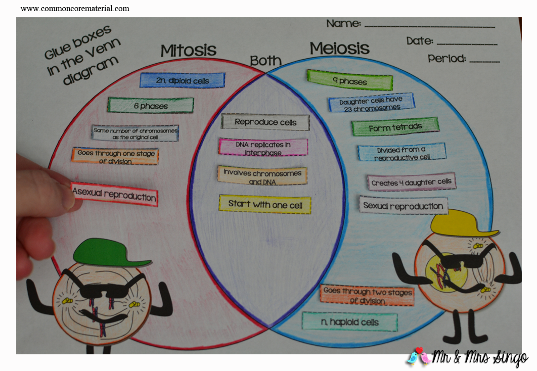 The Best of Teacher Entrepreneurs: Mitosis vs Meiosis