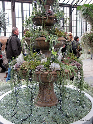 Succulent Plants display - A Longwood Gardens PhotoJournal, Part One on Homeschool Coffee Break @ kympossibleblog.blogspot.com