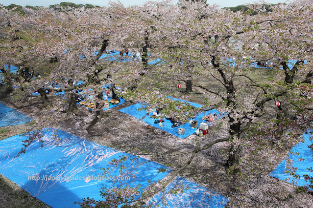 Fort Goryokaku Tower Hakodate sakura