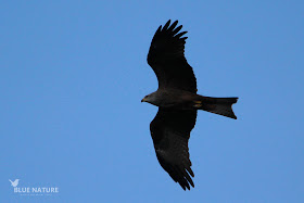 Milano negro - Black kite - Milvus migrans Plumaje impoluto, su buen estado nos indica que mínimo este milano negro tiene 2 años de edad.
