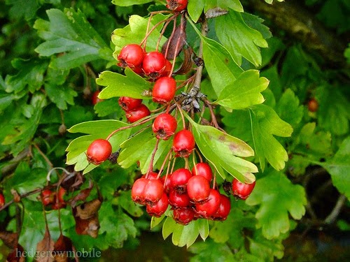Glog bijeli ( Crataegus oxyacantha L.) - Narodno liječenje biljem