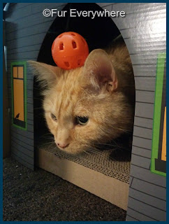 Carmine hanging out in his Haunted House Scratcher