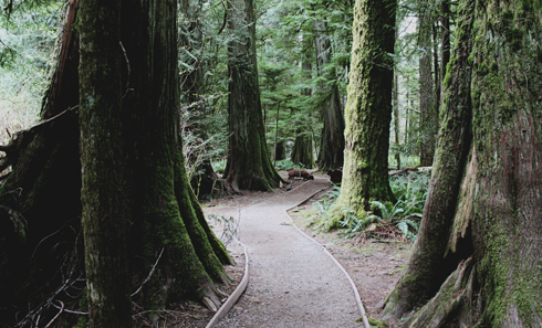 Cathedral Grove Vancouver Island BC