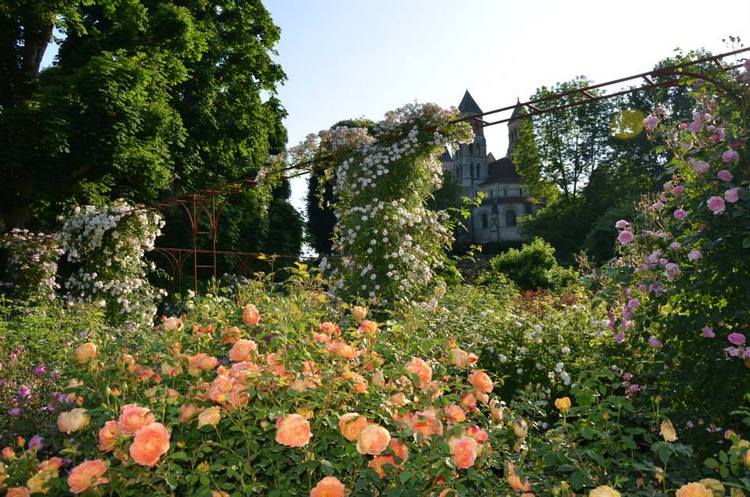 Rosas inglesas en una abadía francesa. Rosaleda David Austin en Abbaye de Morienval, Francia