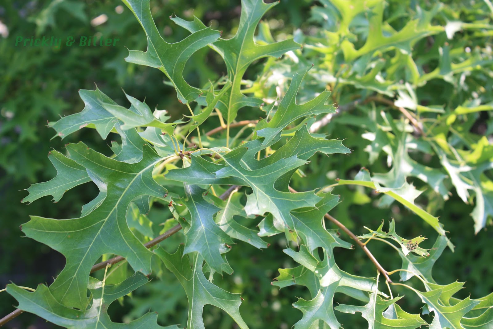 pin oak tree pin oak tree