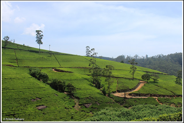 Tea Planation in Sri Lanka Tea Plantation in Sri Lanka