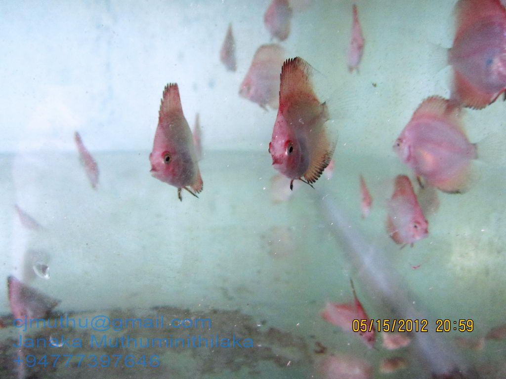 Discus Fish Breeder Sri Lanka Red Discus babys