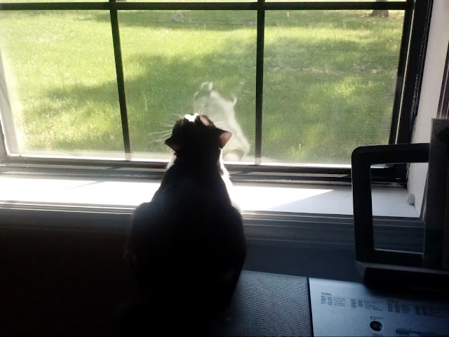 Wordless Wednesday: Fiona in her favorite spot, the front window