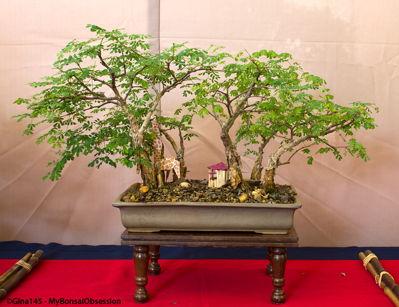My Bonsai Obsession Unusual Displays from Last Year's Bonsai Show