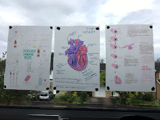 Three sheets of tracing paper stuck onto a window with Blu-Tack. On them are drawn diagrams of the heart and blood vessels, as well as diagrams of chemical tests.