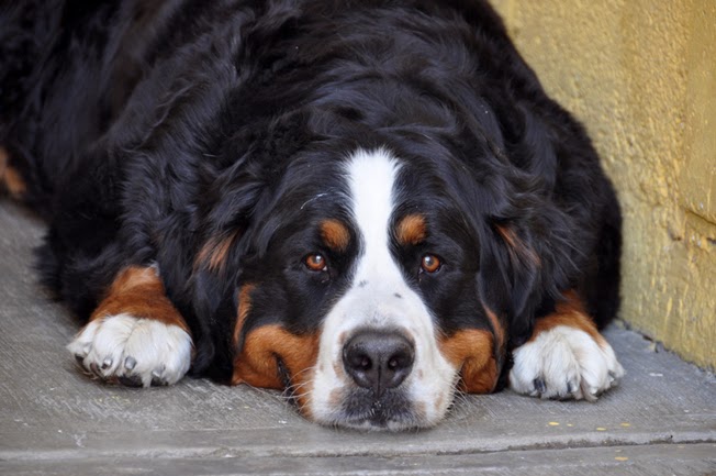 Variedades: Bernes de la montaña