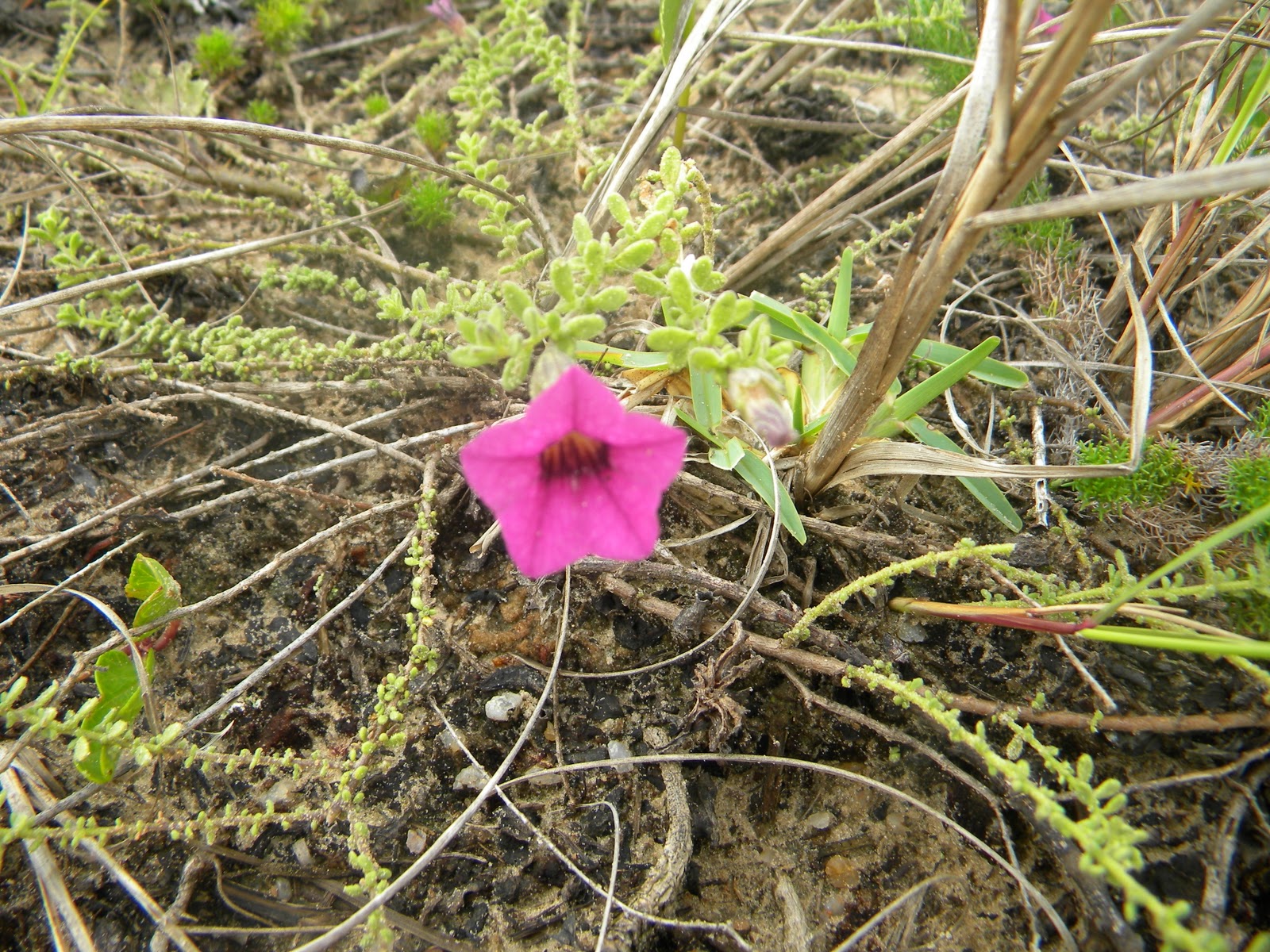 DSCN6682.JPG