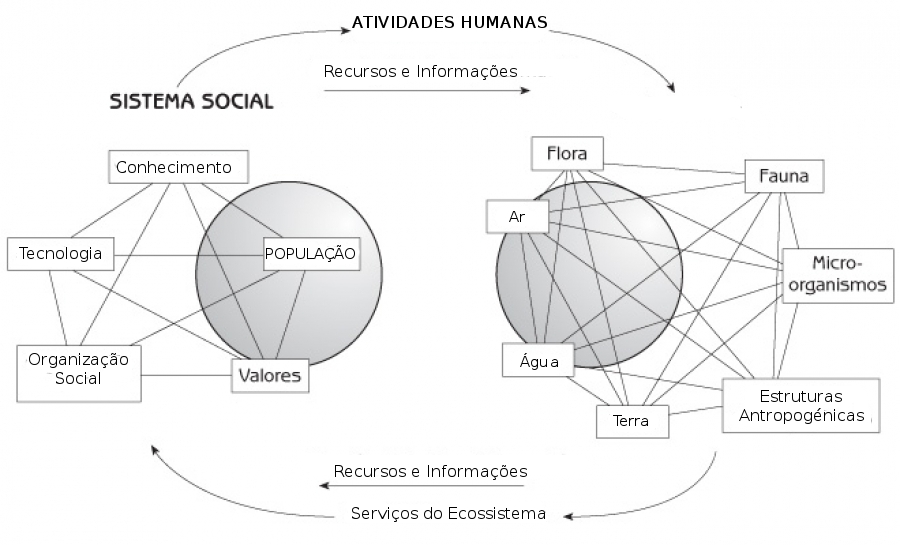 Human values. Человек с диаграммой. Human ecological. What is interaction in ecosystem.