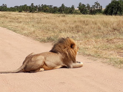 Tembea Tanzania Serenget