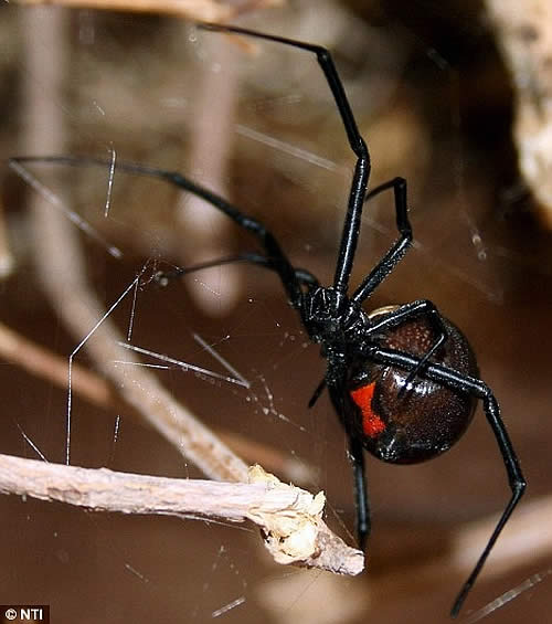black-widow-spider.jpg
