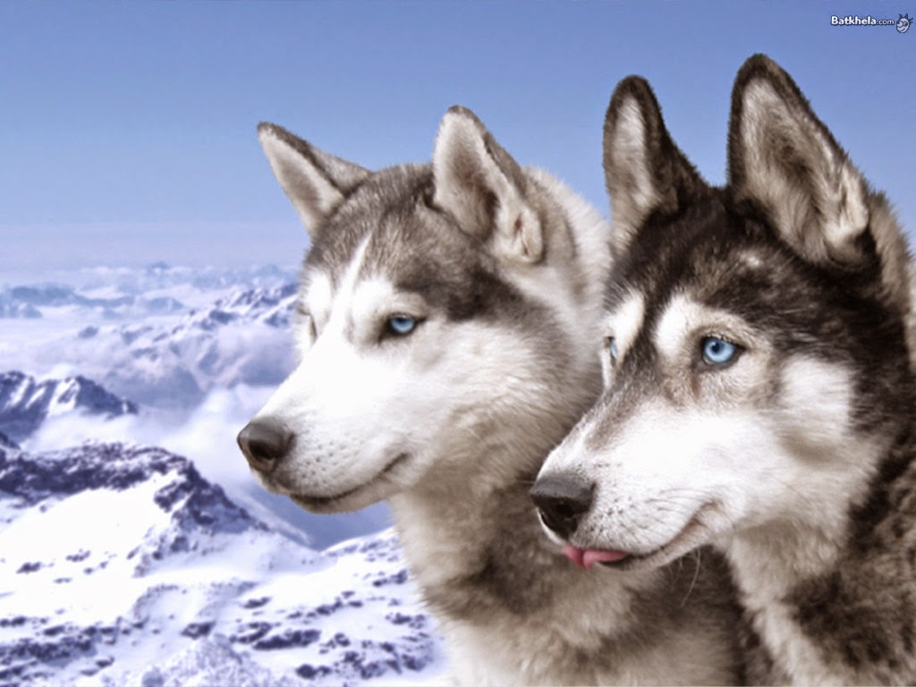 Mascots Lobo Siberiano