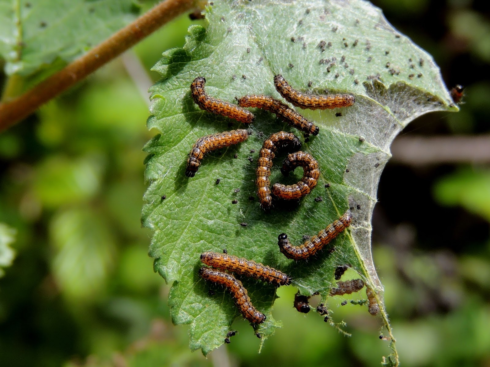 Mariposas y orugas (Volvoretas e eirugas) La oruga es bella materiales para el inicio de una Mariposas y orugas (Volvoretas e eirugas) La oruga es bella materiales para el inicio de una